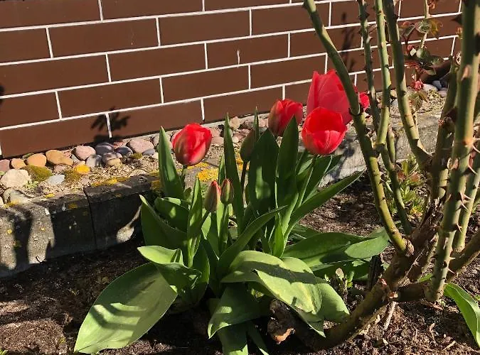 Lodge Barwy Lata Rowy (Pomerania)